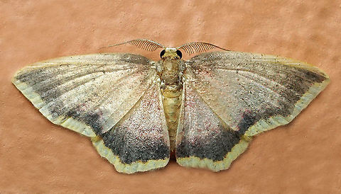 Eois semirosea Dapa, Valle Del Cauca
2100 m Eois saria,Eois semirosea