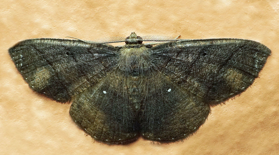 #967 Dapa, Valle Del Cauca<br />
2100 m