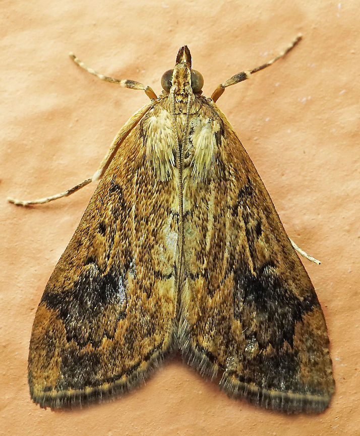 #968 Dapa, Valle Del Cauca<br />
2100 m