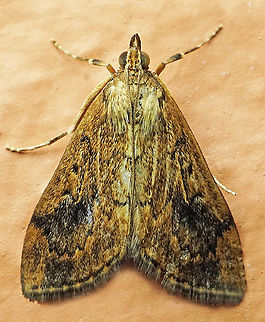 #968 Dapa, Valle Del Cauca
2100 m