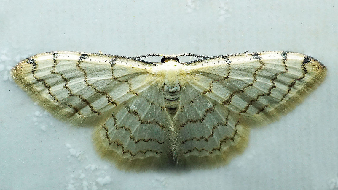 Eois sp. Dapa, Valle Del Cauca<br />
2100 m