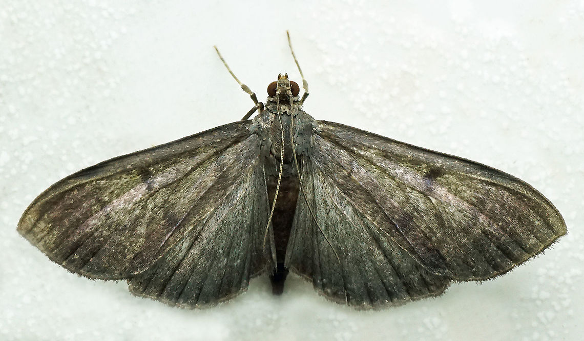 #969 Dapa, Valle Del Cauca<br />
2100 m