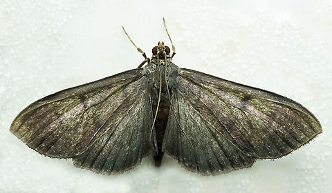 #969 Dapa, Valle Del Cauca
2100 m