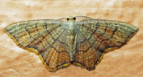 Eois chrysocraspedata Dapa, Valle Del Cauca
2100 m Eois chrysocraspedata