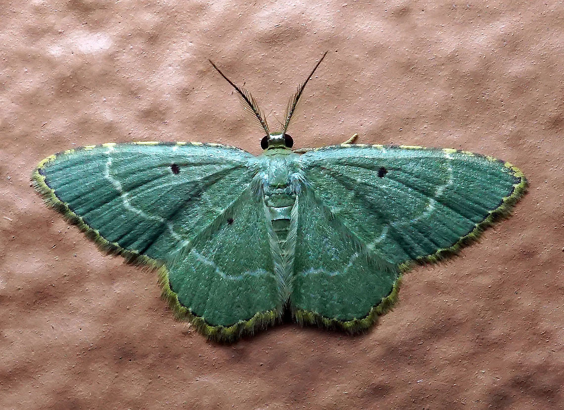Eois auruda Dapa, Valle Del Cauca<br />
2100 m Eois auruda