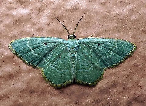 Eois auruda Dapa, Valle Del Cauca
2100 m Eois auruda