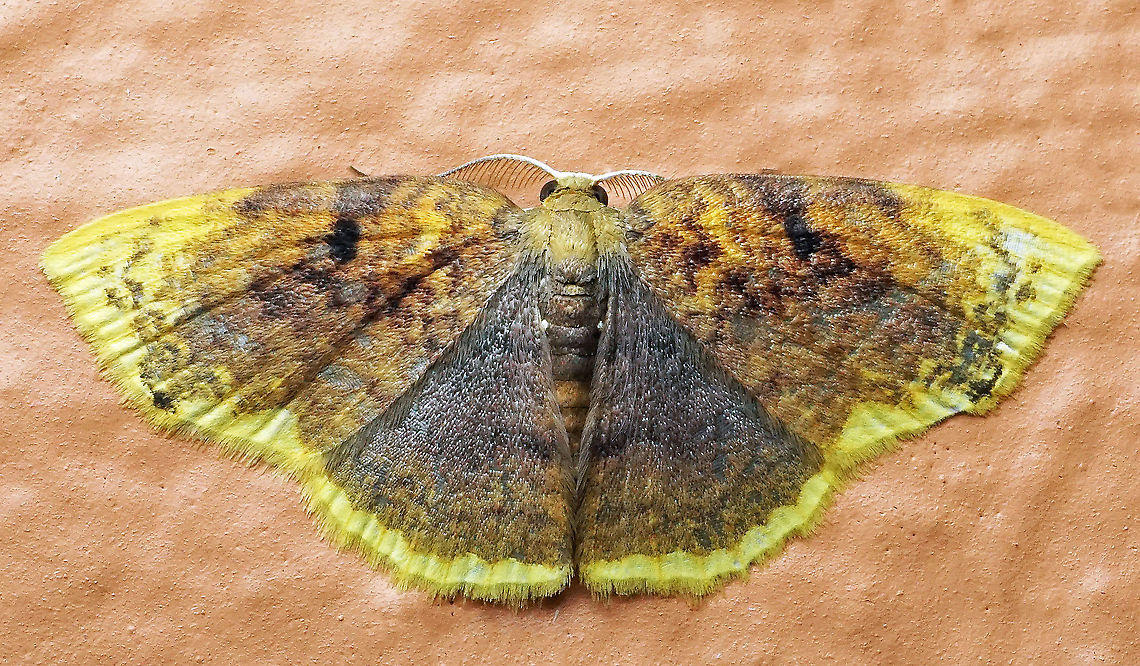 Eois serrilineata Dapa, Valle Del Cauca<br />
2100 m<br />
 Eois serrilineata