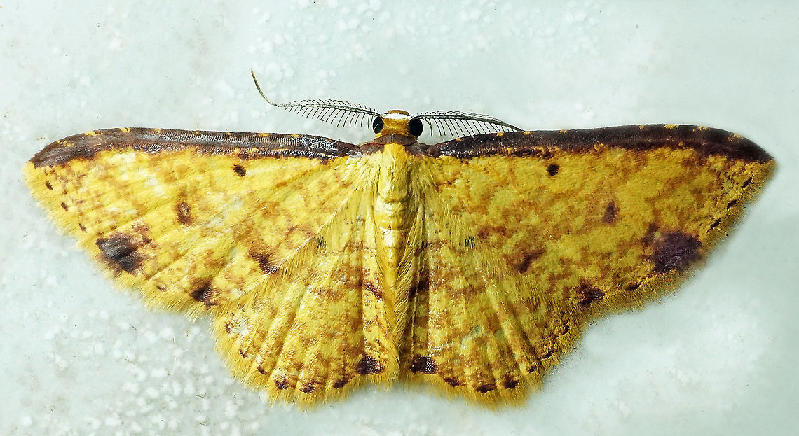 Eois nigricosta Dapa, Valle Del Cauca<br />
2100 m Eois nigricosta