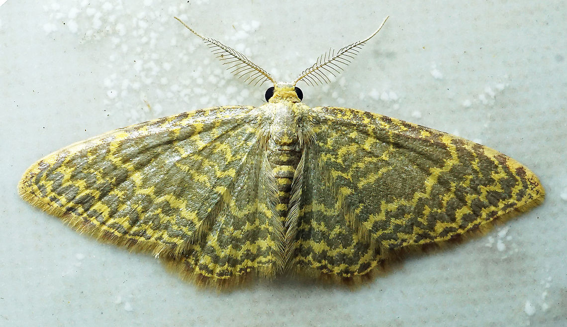 Eois fulvicosta Dapa, Valle Del Cauca<br />
2100 m Eois fulvicosta