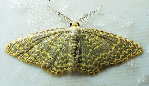 Eois fulvicosta Dapa, Valle Del Cauca
2100 m Eois fulvicosta