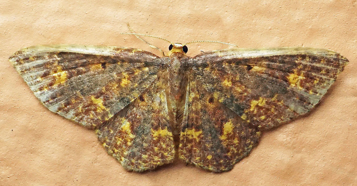 Eois fucosa Dapa, Valle Del Cauca<br />
2100 m Eois fucosa