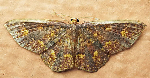 Eois fucosa Dapa, Valle Del Cauca
2100 m Eois fucosa