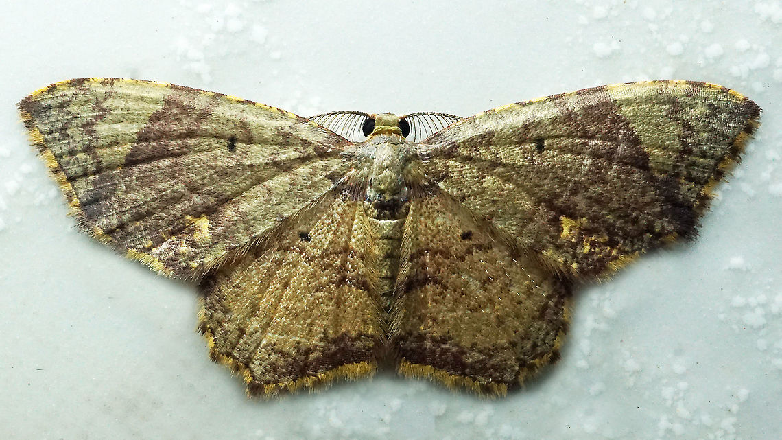 Eois brunnea Dapa, Valle Del Cauca<br />
2100 m Eois brunnea