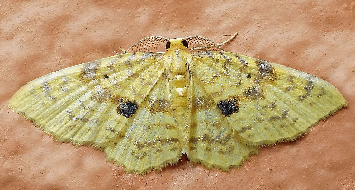 Eois amaryllaria Dapa, Valle Del Cauca<br />
2100 m<br />
 Eois amaryllaria