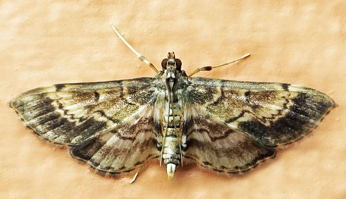 #970 Dapa, Valle Del Cauca<br />
2100 m<br />