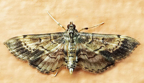 #970 Dapa, Valle Del Cauca
2100 m