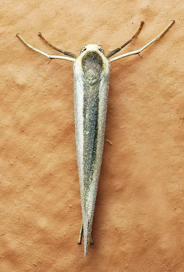 #972 Dapa, Valle Del Cauca<br />
2100 m<br />