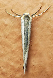 #972 Dapa, Valle Del Cauca
2100 m