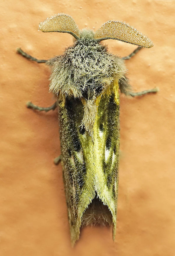 Macara alydda Dapa, Valle Del Cauca<br />
2100 m<br />
 Macara alydda