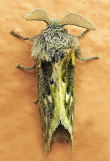 Macara alydda Dapa, Valle Del Cauca
2100 m
 Macara alydda