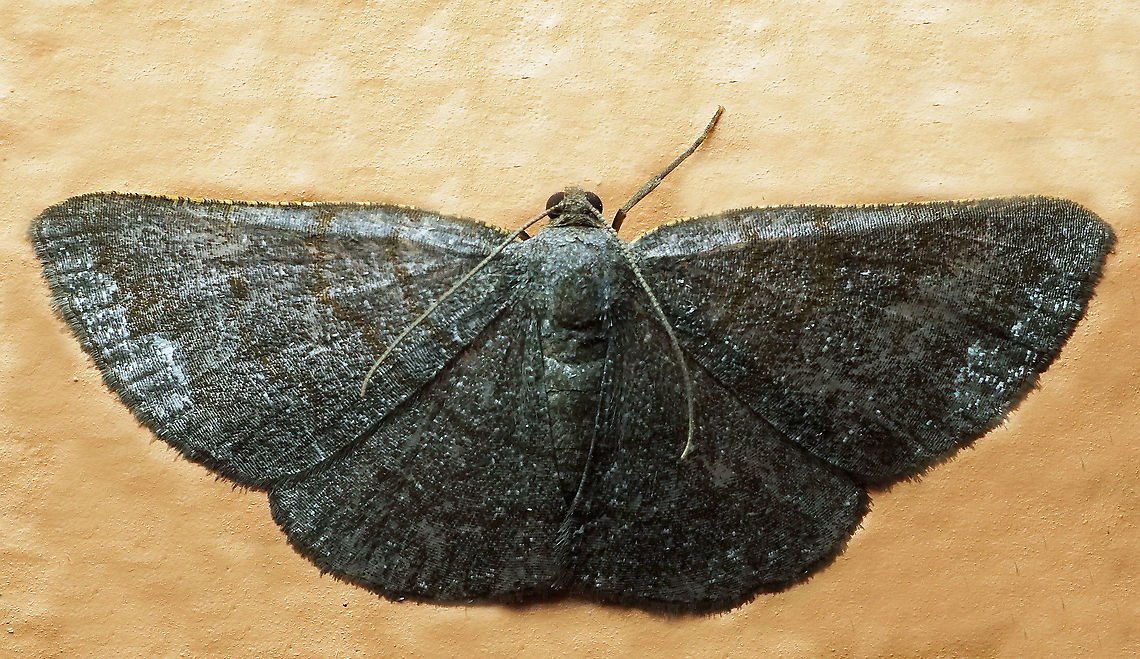 #974 Dapa, Valle Del Cauca<br />
2100 m<br />