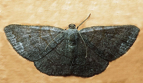 #974 Dapa, Valle Del Cauca
2100 m