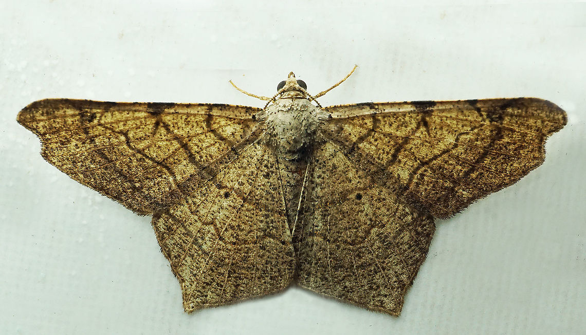 #975 Dapa, Valle Del Cauca<br />
2100 m