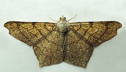 #975 Dapa, Valle Del Cauca
2100 m