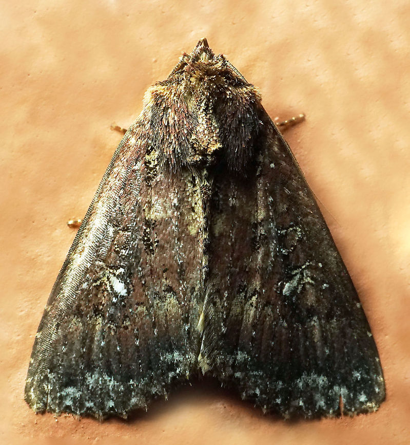 #977 Dapa, Valle Del Cauca<br />
2100 m