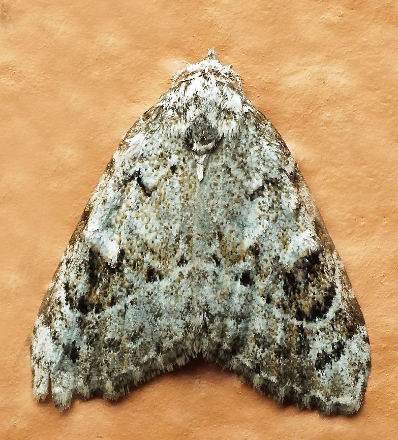 #978 Dapa, Valle Del Cauca<br />
2100 m