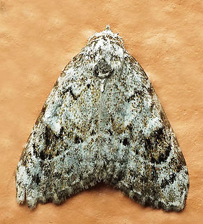 #978 Dapa, Valle Del Cauca
2100 m