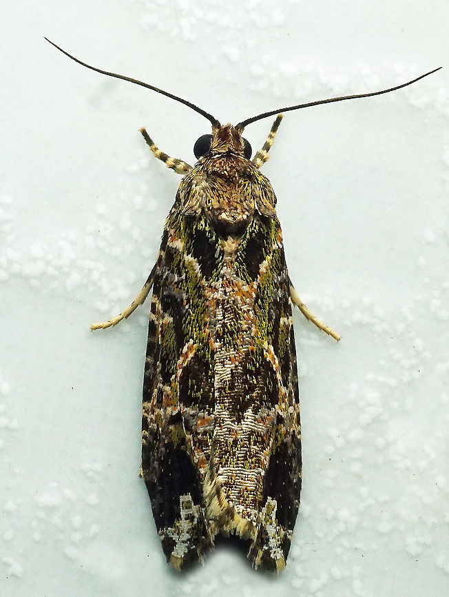 #979 Dapa, Valle Del Cauca<br />
2100 m