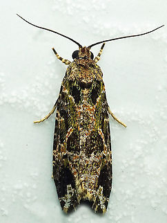 #979 Dapa, Valle Del Cauca
2100 m