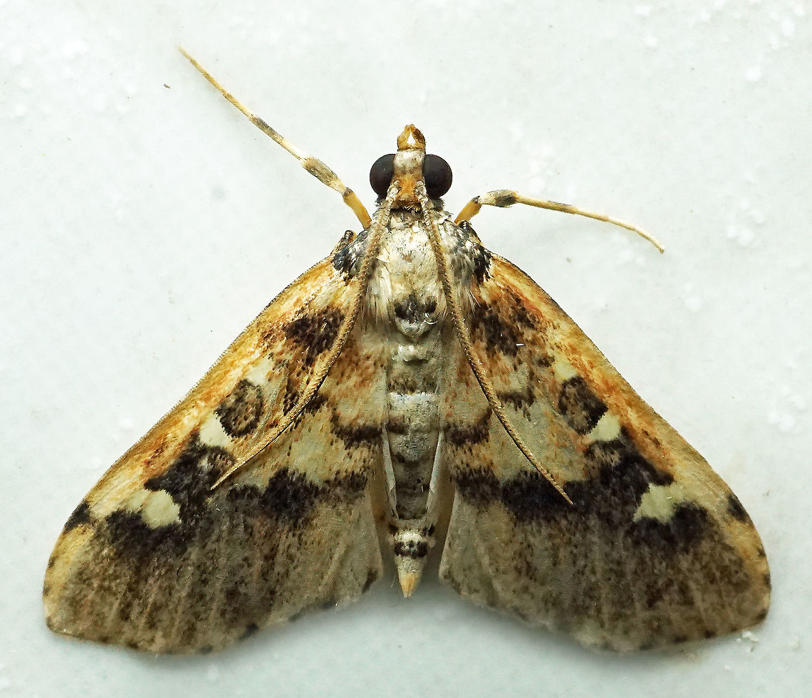 #980 Dapa, Valle Del Cauca<br />
2100 m