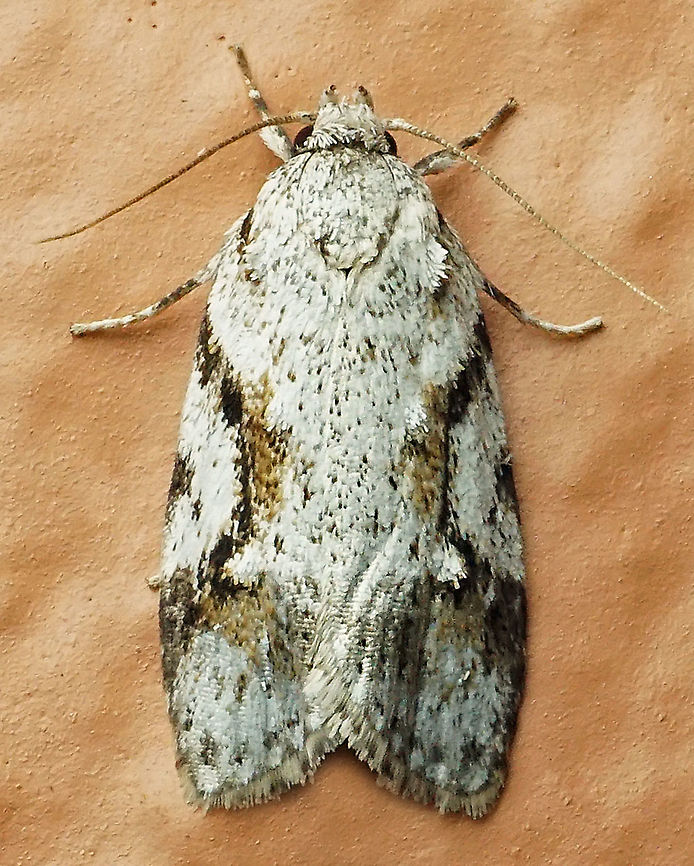 #976 Dapa, Valle Del Cauca<br />
2100 m