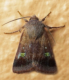 #981 Dapa, Valle Del Cauca
2100 m