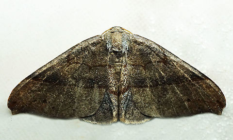 #982 Dapa, Valle Del Cauca
2100 m