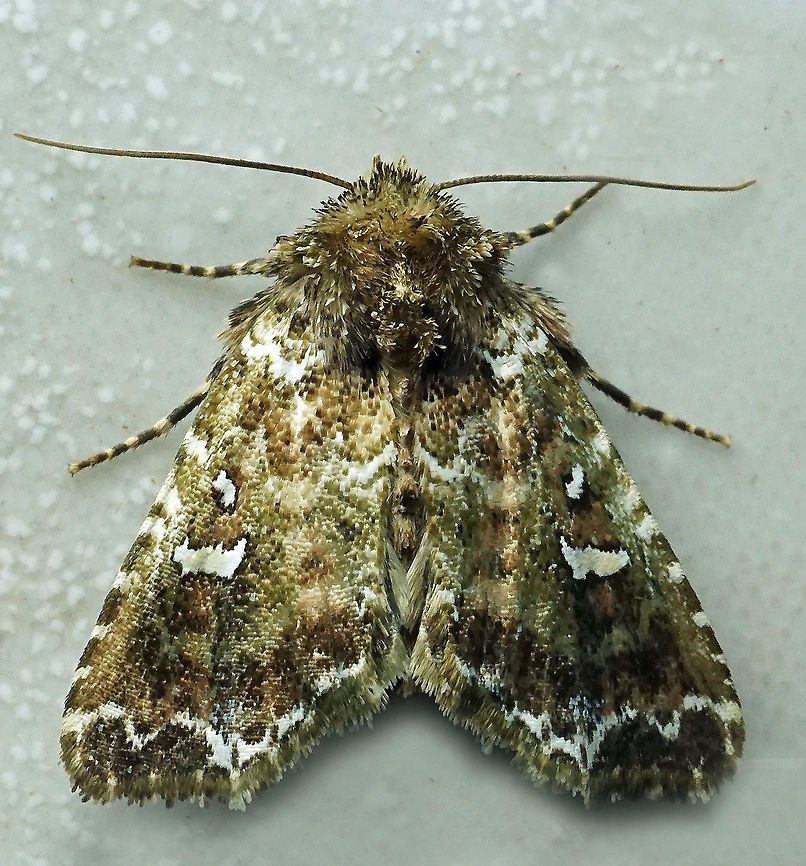 #983 Dapa, Valle Del Cauca<br />
2100 m