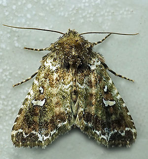 #983 Dapa, Valle Del Cauca
2100 m