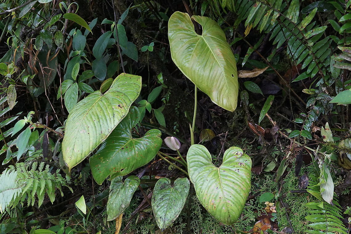 Undescribed, Anthurium sect. Calomystrium Rio Bravo Reserve, Valle Del Cauca