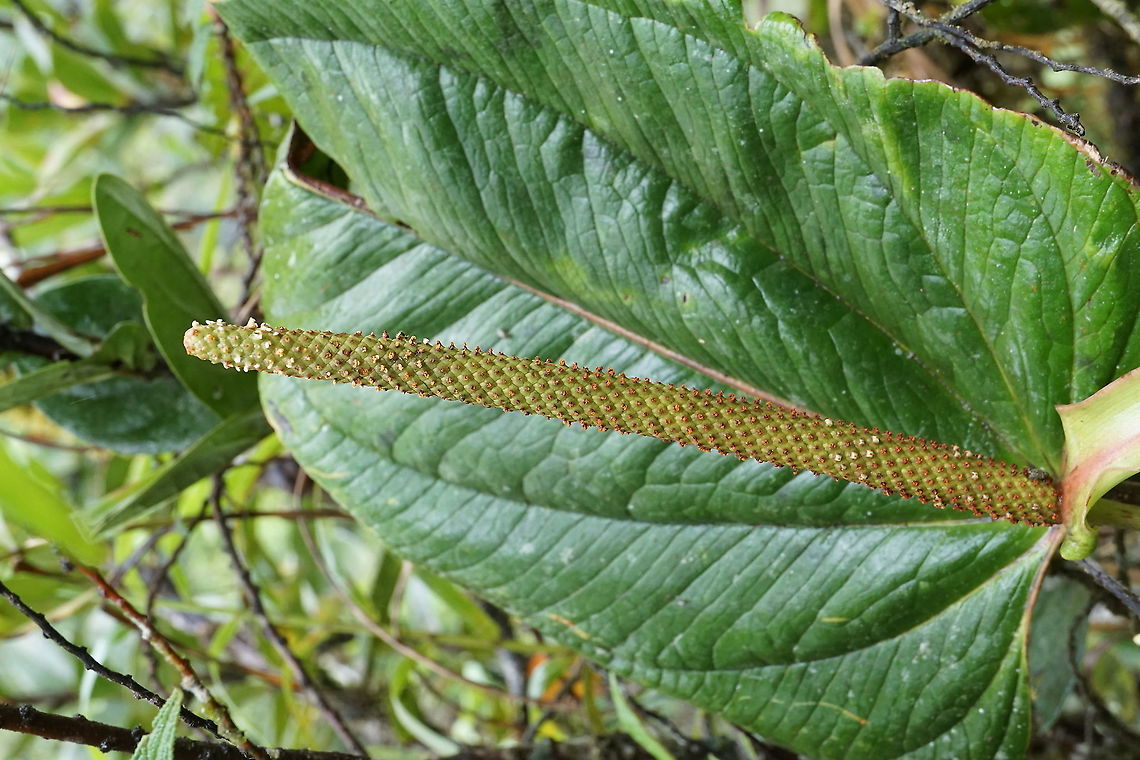 Undescribed, Anthurium sect. Digitinervium Rio Bravo Reserve, Valle Del Cauca.