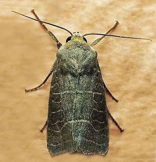 #984 Dapa, Valle Del Cauca
2100 m