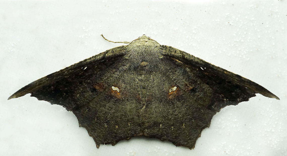 #985 Dapa, Valle Del Cauca<br />
2100 m