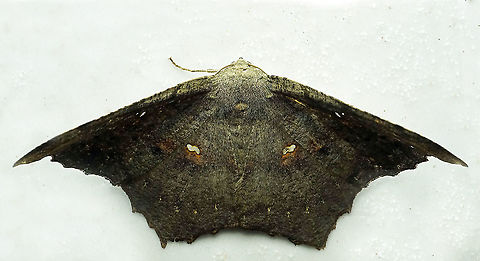 #985 Dapa, Valle Del Cauca
2100 m