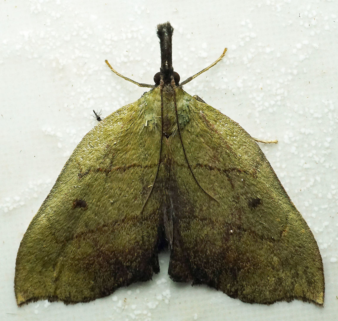 Ramphidium pselaphialis Dapa, Valle Del Cauca<br />
2100 m Ramphidium pselaphialis