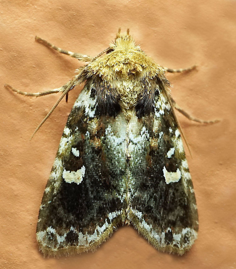 Lacinipolia sp. Dapa, Valle Del Cauca<br />
2100 m