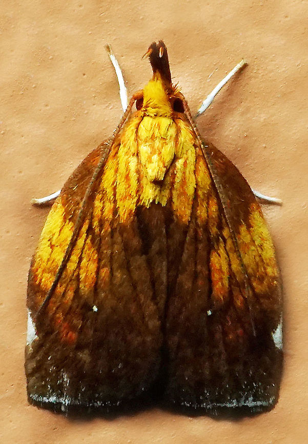 Sparganothini sp, Dapa, Valle Del Cauca<br />
2100 m