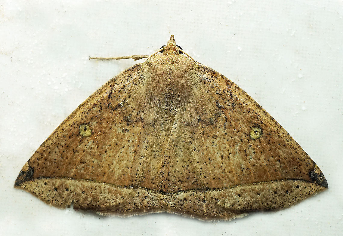 #989 Dapa, Valle Del Cauca<br />
2100 m