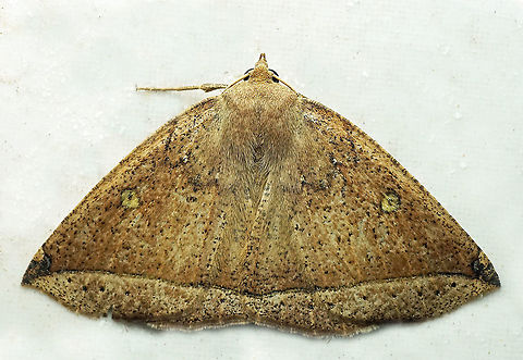 #989 Dapa, Valle Del Cauca
2100 m