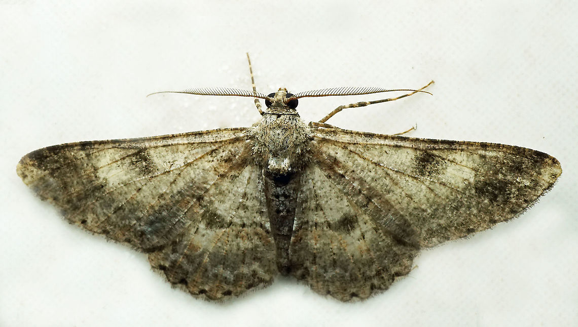 #990 Dapa, Valle Del Cauca<br />
2100 m